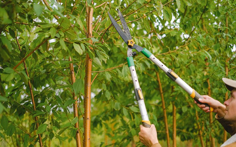 Tree trimming in Arvilla, ND